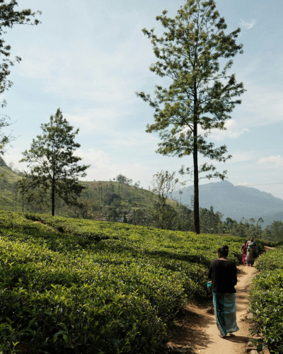Pekoe Trail | NexRoaming