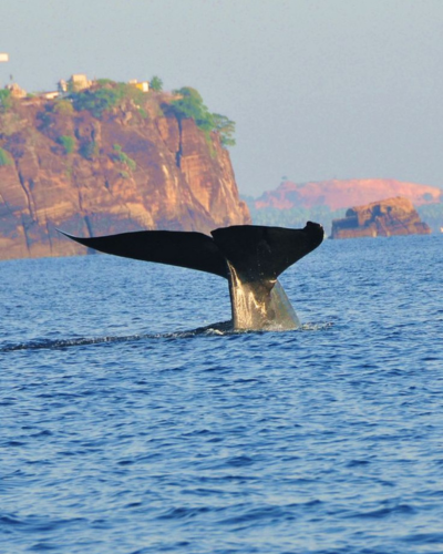 Whale Watching | NexRoaming
