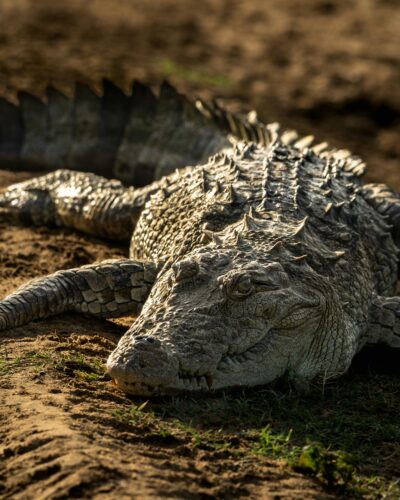 Udawalawe National Park | Sri Lanka | NexRoaming