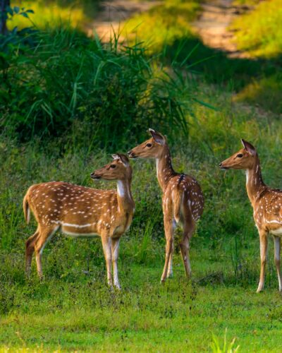 Gal Oya National Park | Sri Lanka | NexRoaming