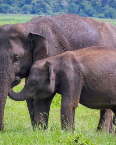 Kaudulla National Park | Sri Lanka | NexRoaming