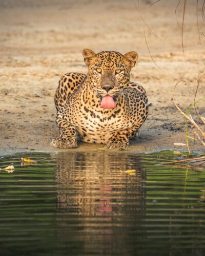 Yala National Park | Sri Lanka | NexRoaming