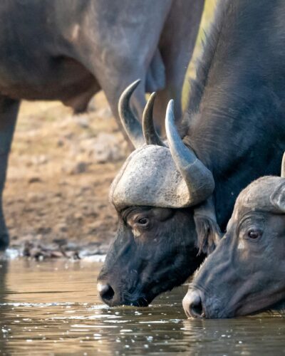 Maduru Oya National Park | Sri Lanka | NexRoaming
